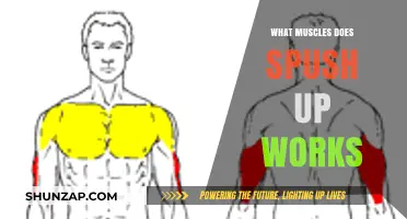 Push-Up Power: Targeted Muscles and Full-Body Benefits Revealed