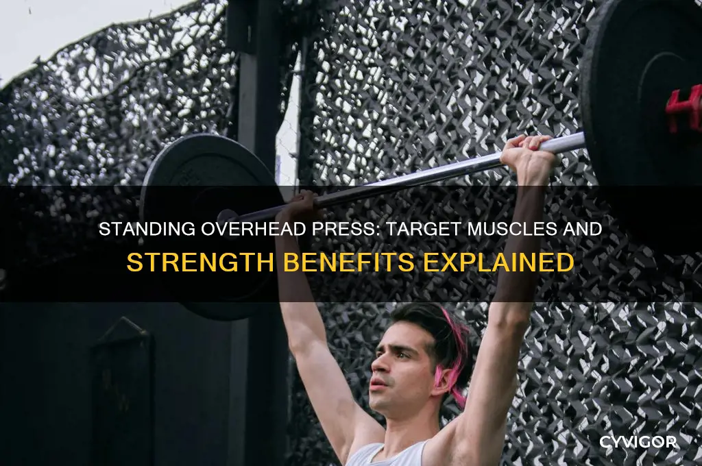 what muscles does standing overhead press work