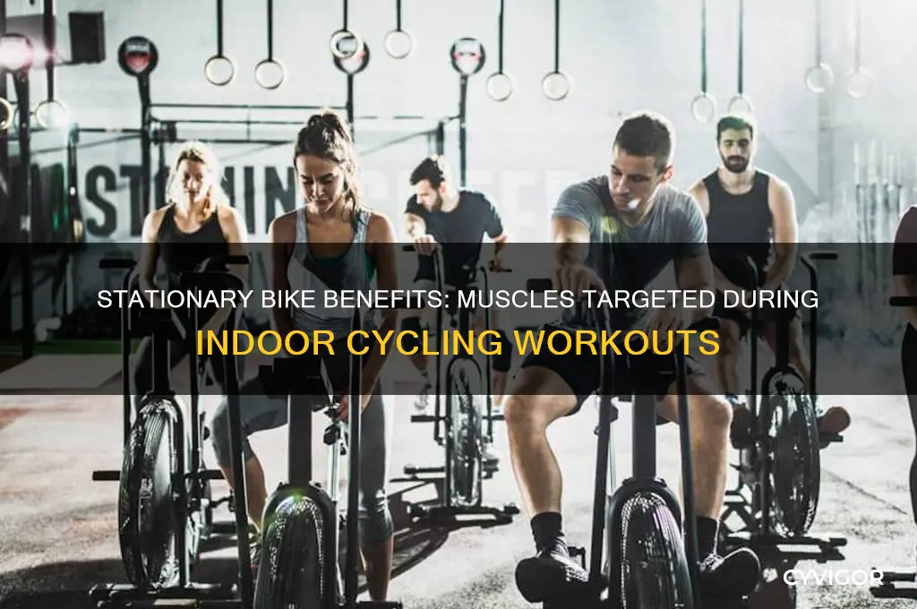 what muscles does stationary bike riding work