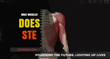 Strengthen Your Step: Targeting Lower Body Muscles with STE