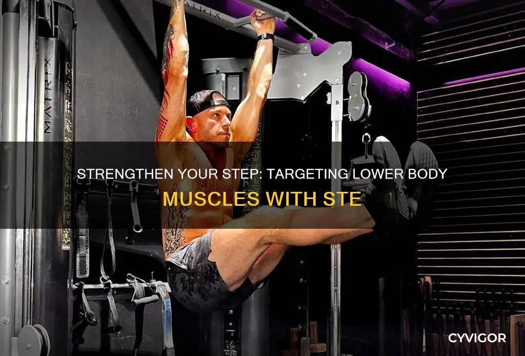 what muscles does ste