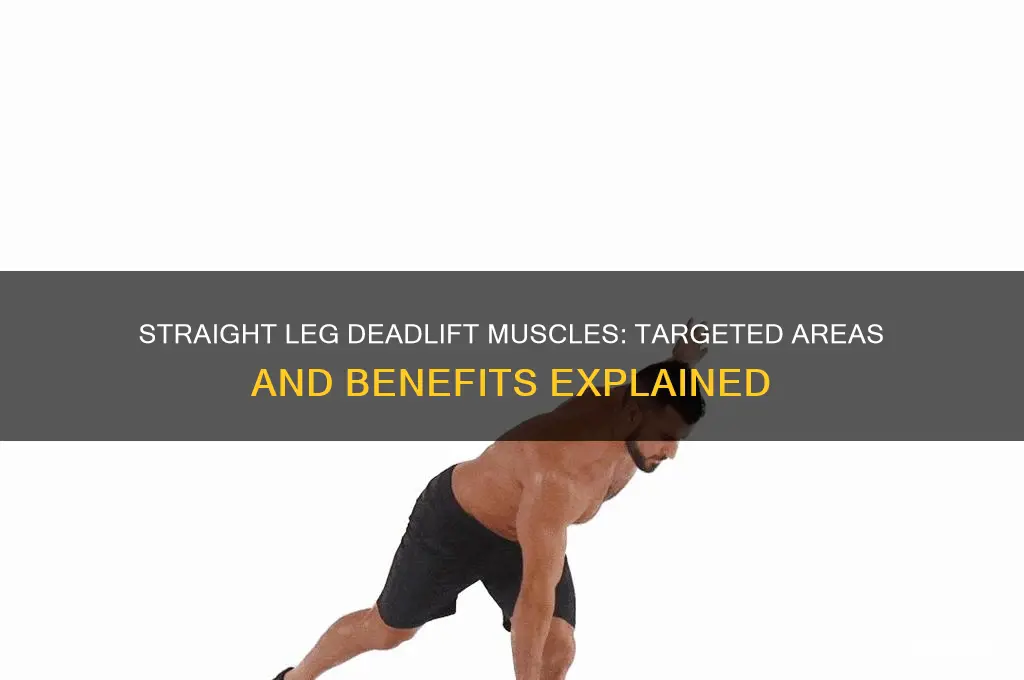 what muscles does straight leg deadlift work