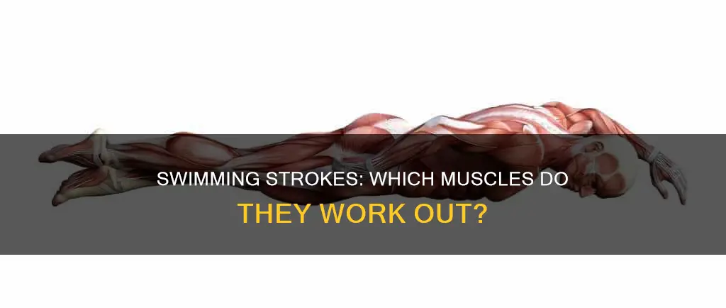 what muscles does swimming wpdj