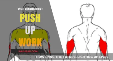 Push-Up Power: Targeted Muscles and Full-Body Benefits Revealed