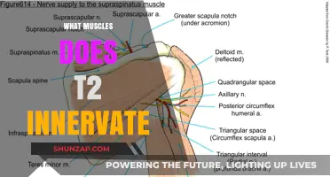 T2 Innervations: Understanding the Muscles Involved
