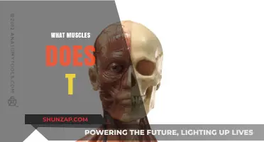 Toning Your Upper Body: Targeting Muscles with 'T' Exercises