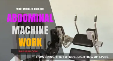 Abdominal Machine Muscles: Targeted Core Workout Explained