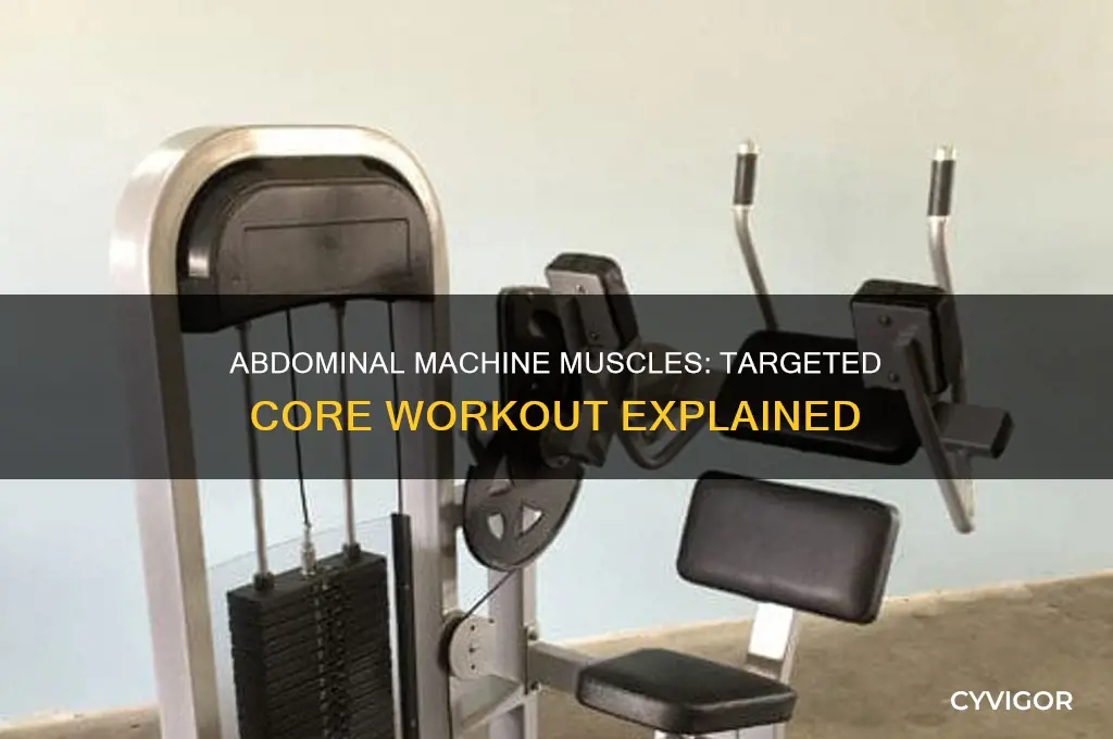 what muscles does the abdominal machine work