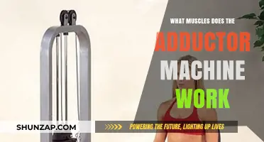 Adductor Machine Muscles: Targeted Inner Thigh Strengthening Explained