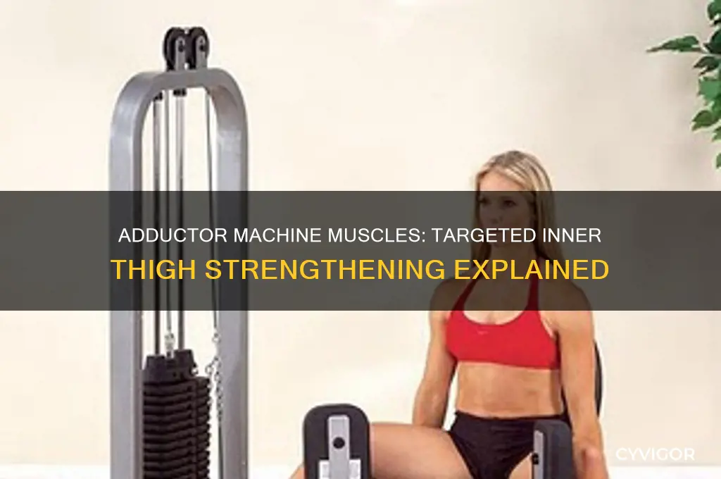 what muscles does the adductor machine work