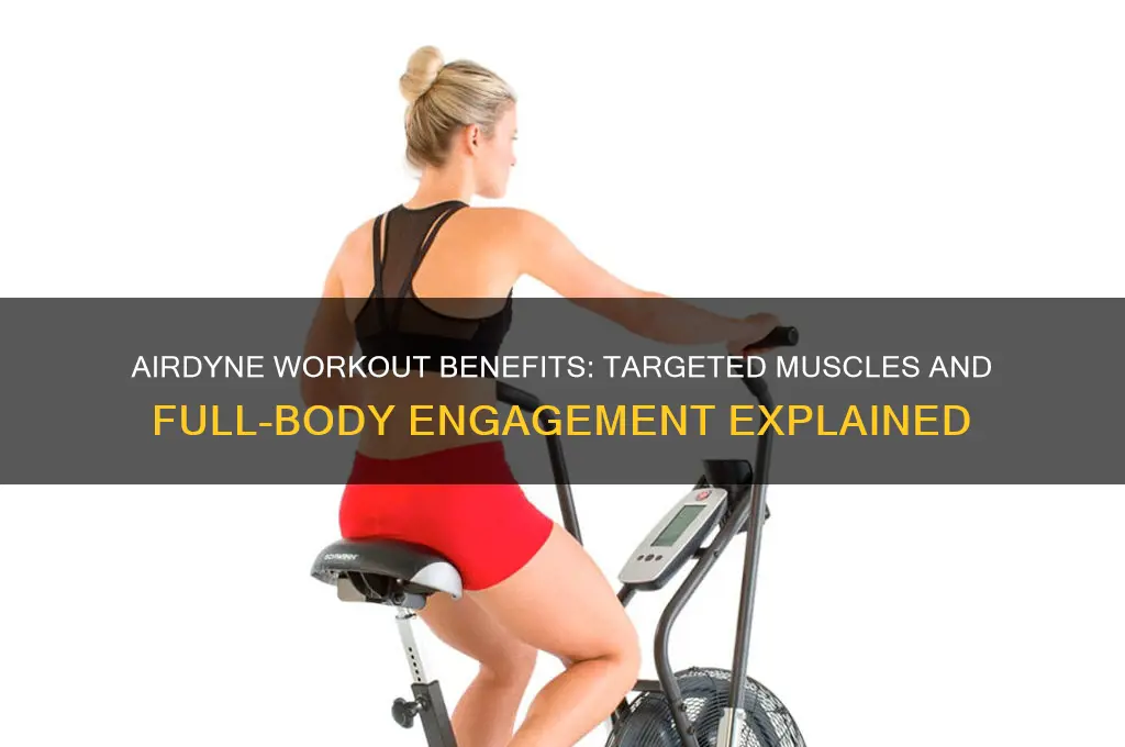 what muscles does the airdyne work