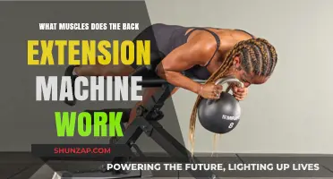 Back Extension Machine: Target Muscles and Benefits Explained