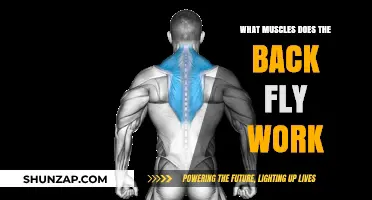 Back Fly Muscles: Targeted Areas and Benefits Explained