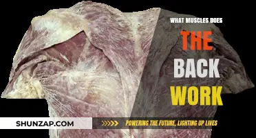 Unveiling the Muscles: How Your Back Powers Strength and Stability