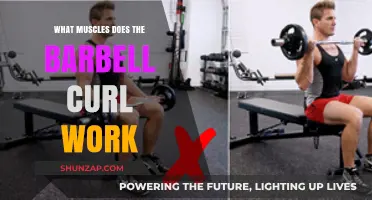 Barbell Curl Muscles: Targeted Biceps, Forearms, and Brachialis Activation