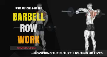 Barbell Row Muscles: Targeted Back, Arm, and Core Strength Training
