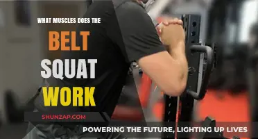 Muscles Targeted by Belt Squats: A Comprehensive Breakdown