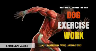Bird Dog Exercise: Targeted Muscles for Core Stability and Strength