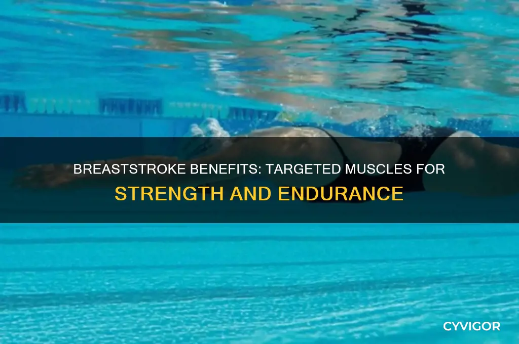 what muscles does the breast stroke work