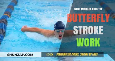 Butterfly Stroke Muscles: A Full-Body Workout Explained