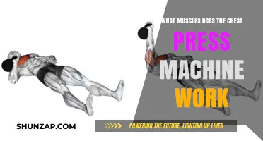 Chest Press Machine: Targeted Muscles and Effective Workout Benefits