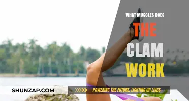 Clam Exercise Benefits: Targeted Muscles and Strengthening Effects Explained