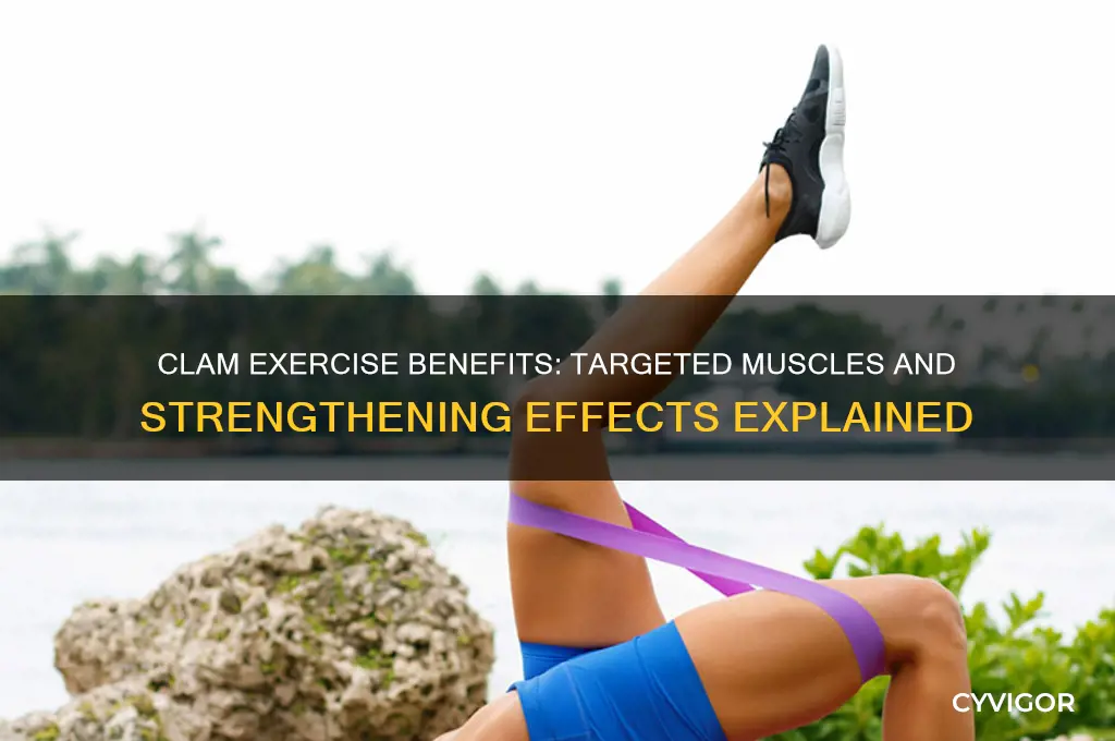 what muscles does the clam work
