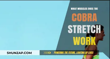 Cobra Stretch Benefits: Targeted Muscles and Flexibility Explained