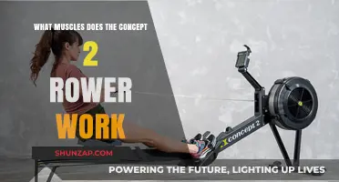 Concept 2 Rower: A Full-Body Workout Targeting Key Muscle Groups