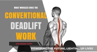 Conventional Deadlift Muscles: A Full-Body Strength Training Breakdown