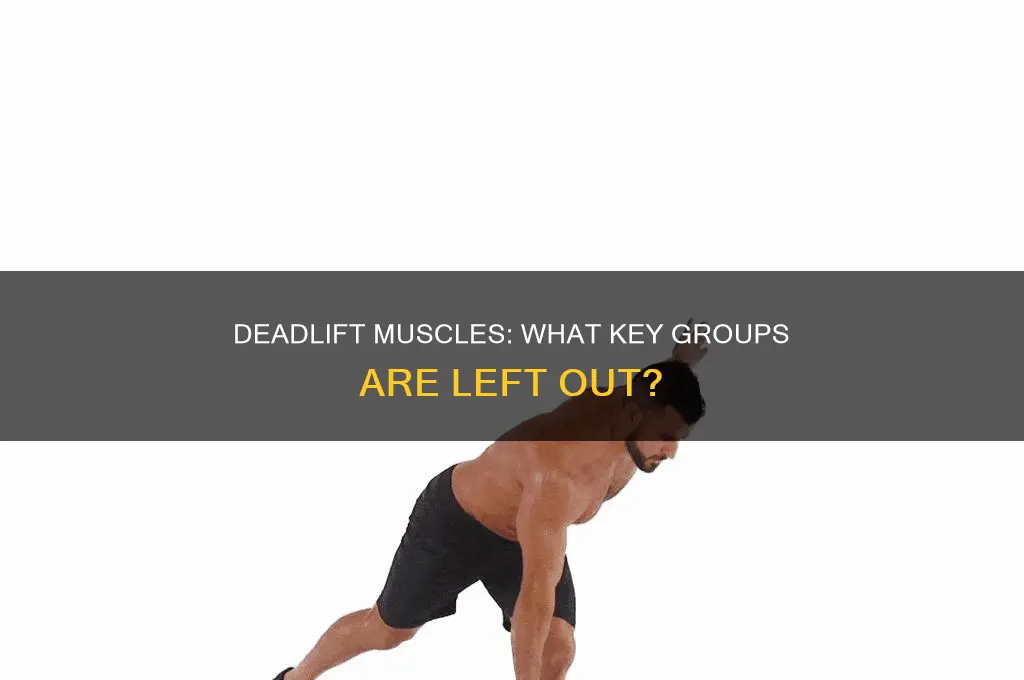 what muscles does the deadlift not work