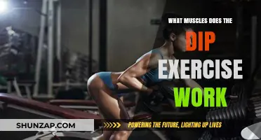 Dip Exercise Muscles: Targeting Triceps, Chest, and Shoulders Effectively