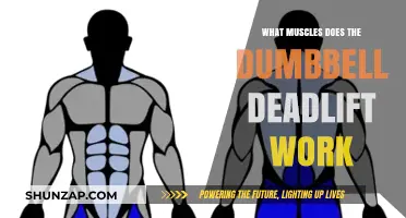 Dumbbell Deadlift Muscles: Targeted Strength Training Benefits Explained