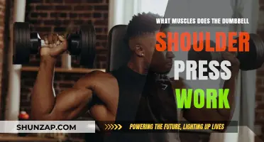 Dumbbell Shoulder Press: Targeted Muscles and Benefits Explained
