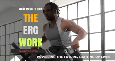 Erg Workout Benefits: Targeted Muscles and Full-Body Engagement Explained