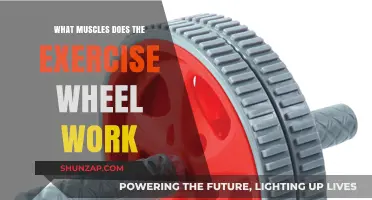 Ab Wheel Workout: Targeted Muscles and Core Strength Benefits