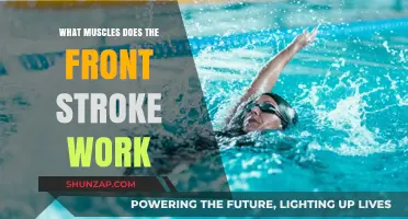 Front Stroke Muscles: Unlocking Upper Body Strength and Core Engagement