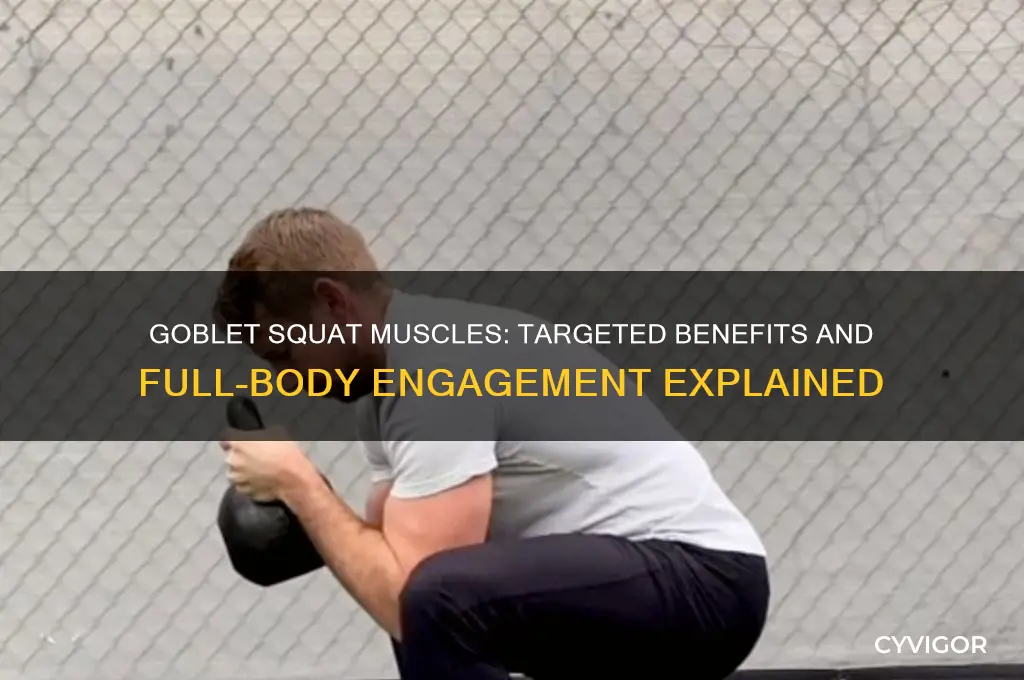 what muscles does the goblet squat work