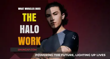 Halo Trainer Muscles: Targeted Strength Benefits and Workout Impact