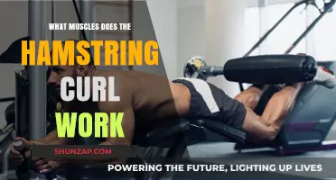 Hamstring Curl Benefits: Targeted Muscles and Strength Training Explained