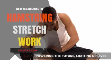 Hamstring Stretch Benefits: Targeted Muscles and Flexibility Explained