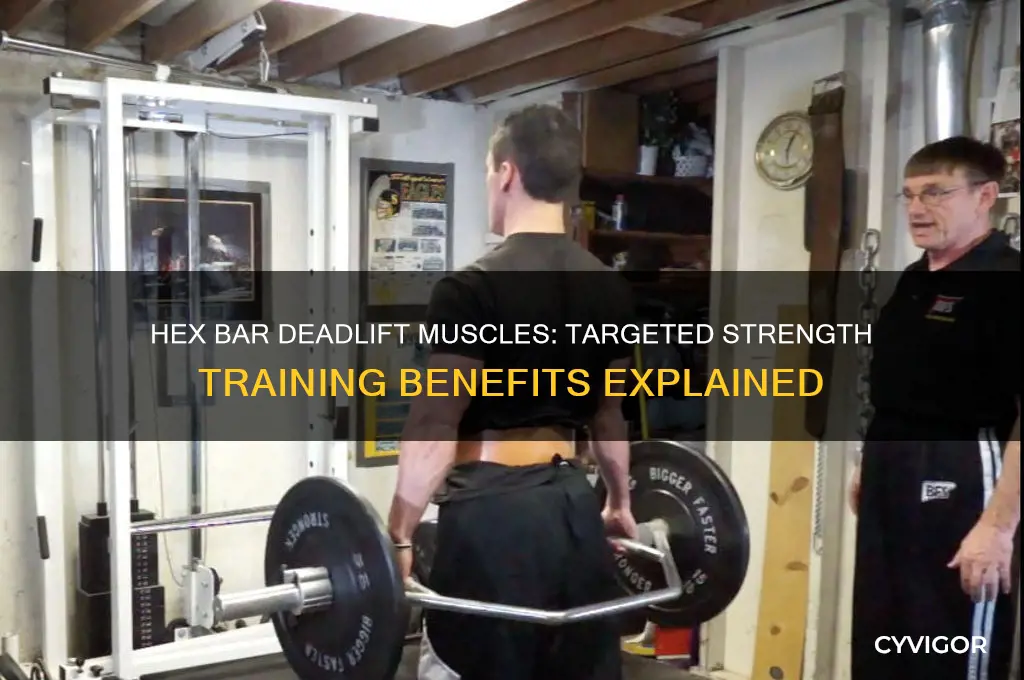 what muscles does the hex bar deadlift work
