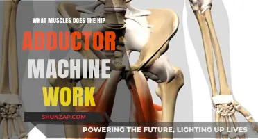 Hip Adductor Machine: Targeted Muscles and Strengthening Benefits Explained