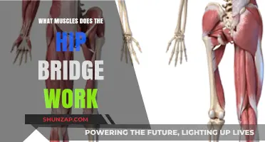 Hip Bridge Benefits: Targeted Muscles and Strengthening Effects Explained