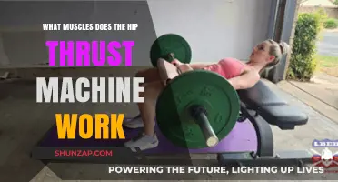 Hip Thrust Machine: Targeted Muscles and Benefits Explained
