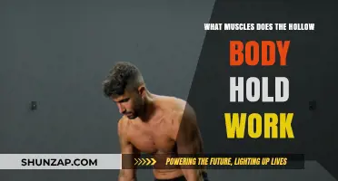 Hollow Body Hold: Core Muscles Engaged and Strengthened Explained