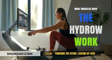Hydrow Workout Benefits: Targeted Muscles and Full-Body Engagement Explained