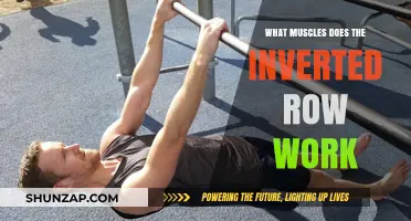 Inverted Row Muscles: Targeted Back, Arm, and Core Engagement Explained