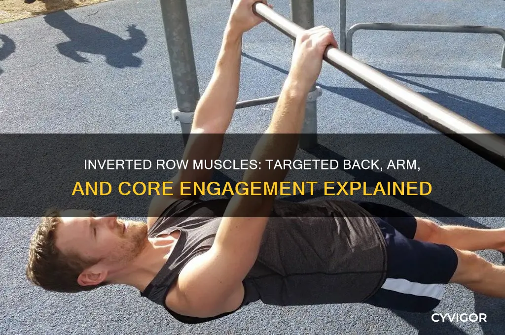 Inverted Row Muscles: Targeted Back, Arm, And Core Engagement Explained ...