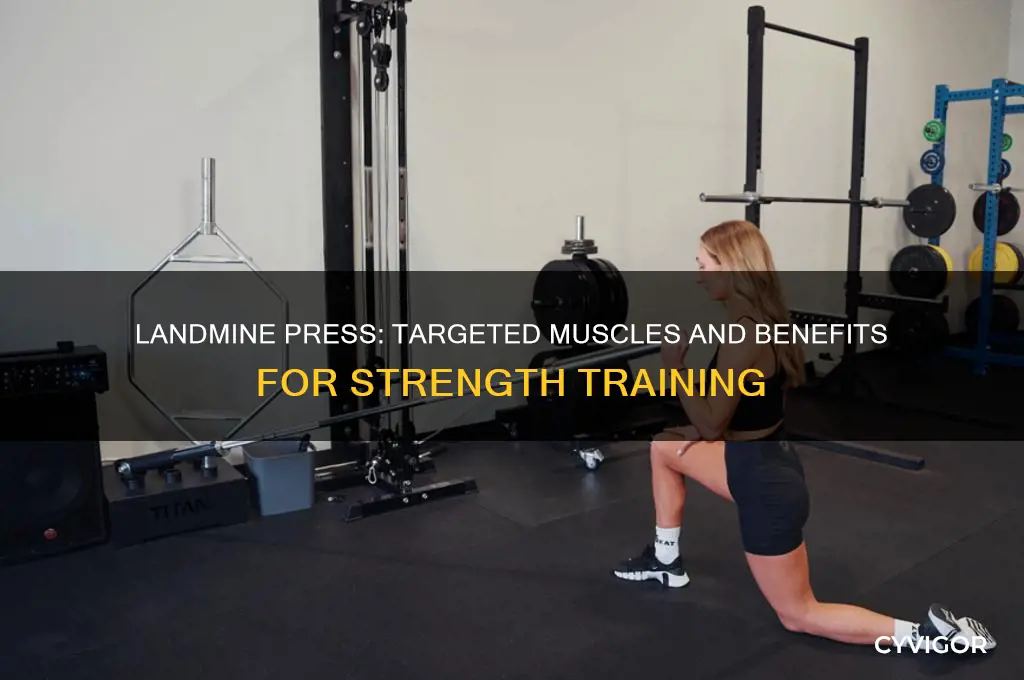 what muscles does the landmine press work